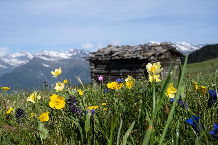 Bergpanorama bei Schenna