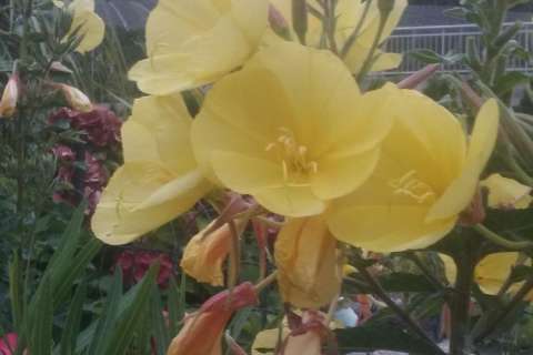 Blumen Duft vor dem Haus